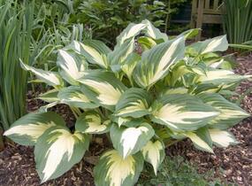 Bohyška 'Christmas Candy' - Hosta 'Christmas Candy'