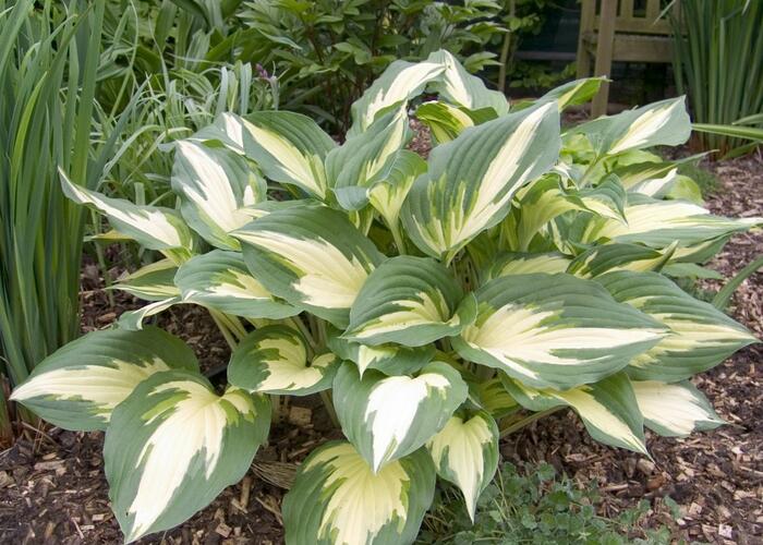 Bohyška 'Christmas Candy' - Hosta 'Christmas Candy'