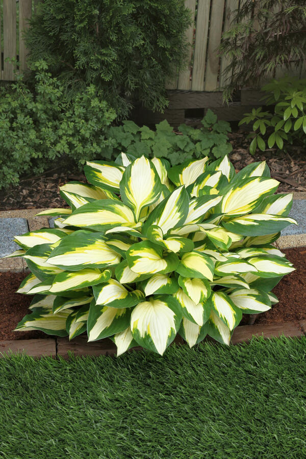 Bohyška 'Color Festival' - Hosta 'Color Festival'
