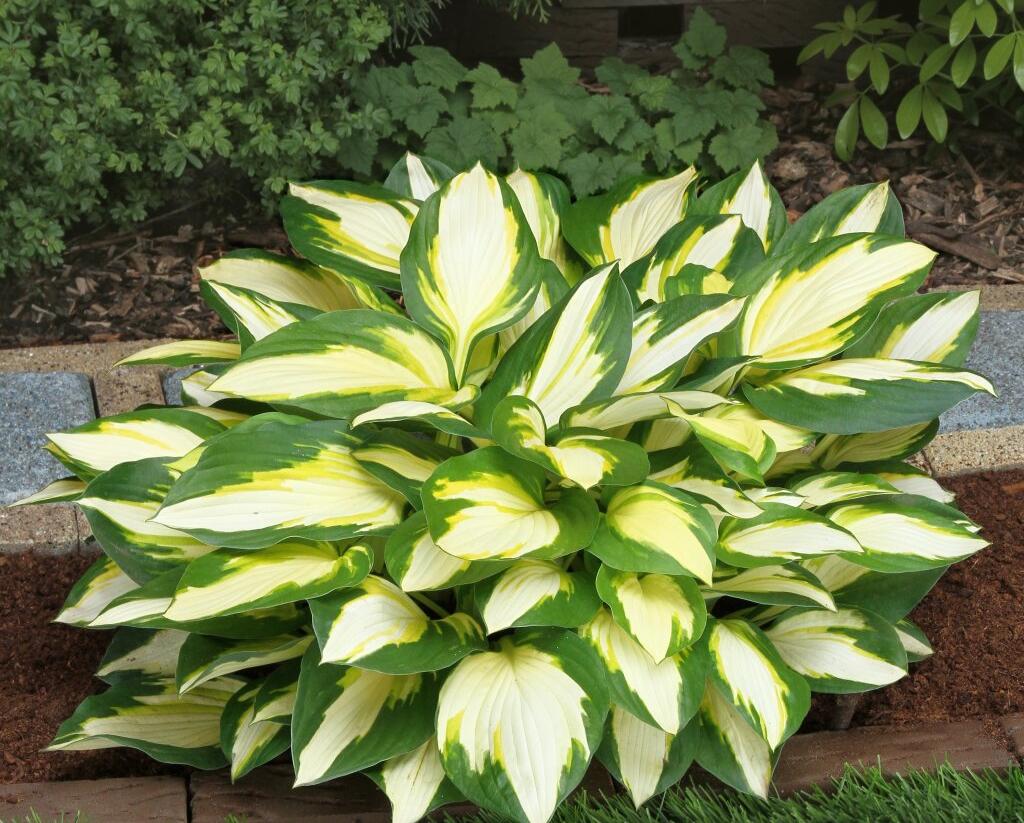 Bohyška 'Color Festival' - Hosta 'Color Festival'