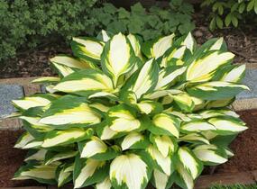 Bohyška 'Color Festival' - Hosta 'Color Festival'