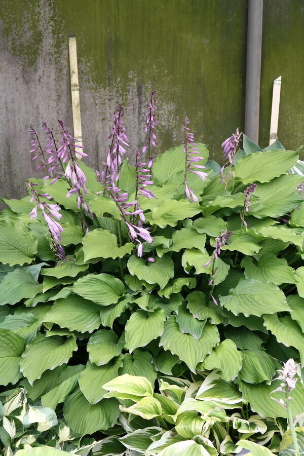 Bohyška 'Elisabeth' - Hosta 'Elisabeth'