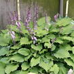 Bohyška 'Elisabeth' - Hosta 'Elisabeth'