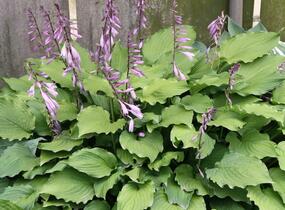 Bohyška 'Elisabeth' - Hosta 'Elisabeth'