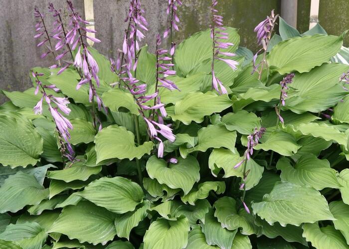 Bohyška 'Elisabeth' - Hosta 'Elisabeth'