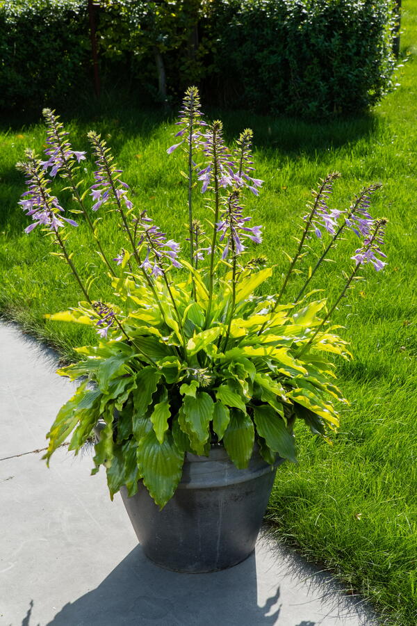 Bohyška 'Get Nekkid' - Hosta 'Get Nekkid'