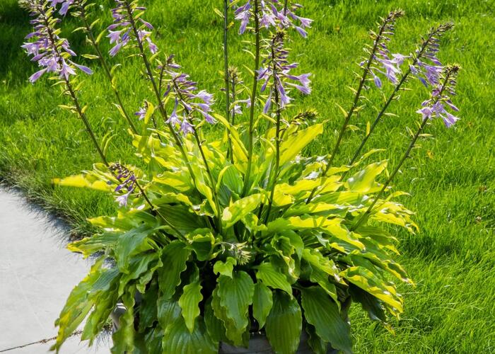 Bohyška 'Get Nekkid' - Hosta 'Get Nekkid'