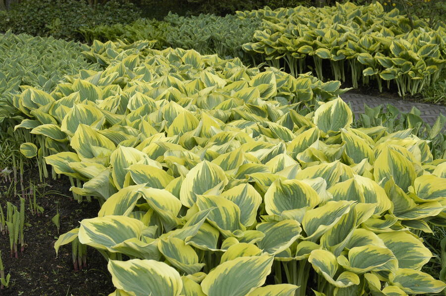 Bohyška 'Liberty' - Hosta 'Liberty'