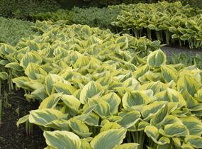Bohyška 'Liberty' - Hosta 'Liberty'