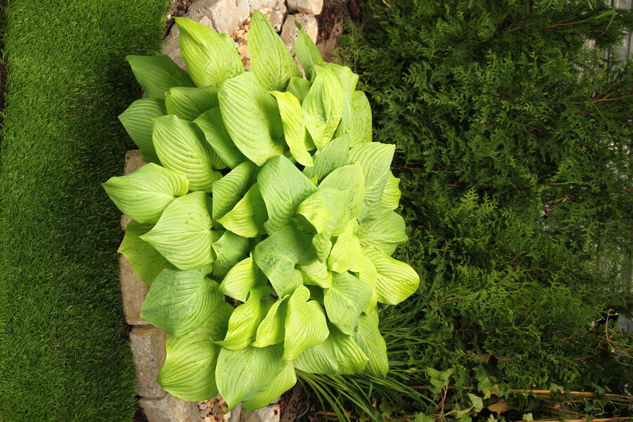 Bohyška 'Mojito' - Hosta 'Mojito'
