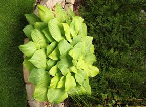 Bohyška 'Mojito' - Hosta 'Mojito'