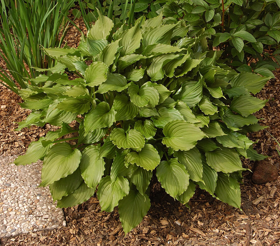 Bohyška 'Stirfry' - Hosta 'Stirfry'