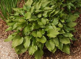 Bohyška 'Stirfry' - Hosta 'Stirfry'