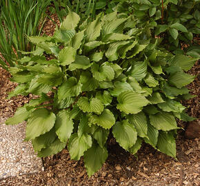 Bohyška 'Stirfry' - Hosta 'Stirfry'