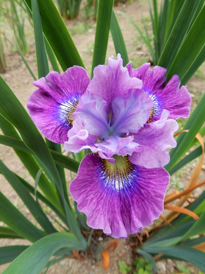 Kosatec sibiřský 'Careless Sally' - Iris sibirica 'Careless Sally'