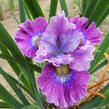 Kosatec sibiřský 'Careless Sally' - Iris sibirica 'Careless Sally'