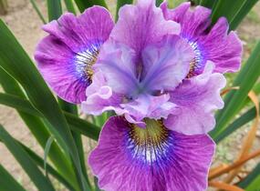 Kosatec sibiřský 'Careless Sally' - Iris sibirica 'Careless Sally'