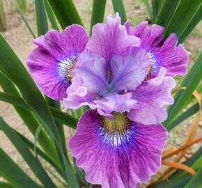 Kosatec sibiřský 'Careless Sally' - Iris sibirica 'Careless Sally'