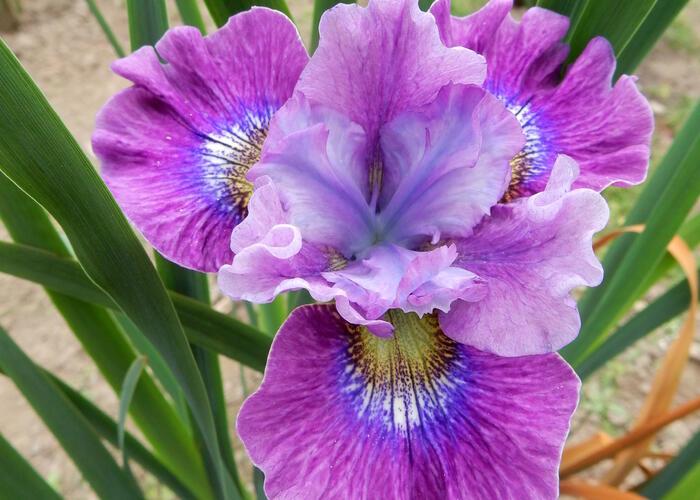 Kosatec sibiřský 'Careless Sally' - Iris sibirica 'Careless Sally'