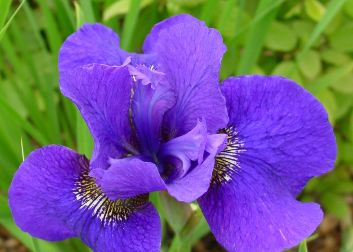 Kosatec sibiřský 'Dark Cirkle' - Iris sibirica 'Dark Circle'