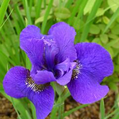 Kosatec sibiřský 'Dark Cirkle' - Iris sibirica 'Dark Circle'