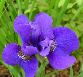 Kosatec sibiřský 'Dark Cirkle' - Iris sibirica 'Dark Circle'