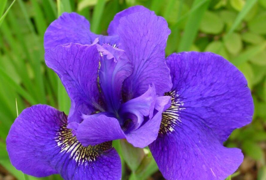 Kosatec sibiřský 'Dark Cirkle' - Iris sibirica 'Dark Circle'