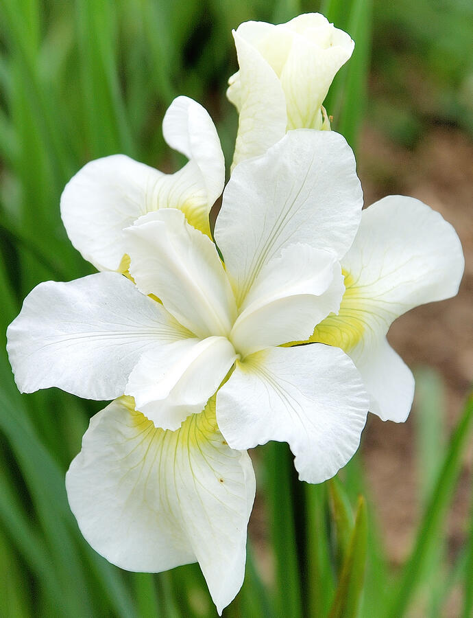 Kosatec sibiřský 'Esther C.D.M.' - Iris sibirica 'Esther C.D.M.'