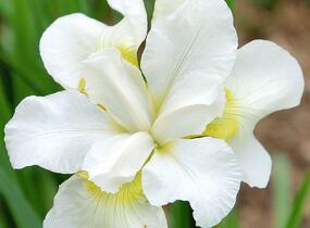 Kosatec sibiřský 'Esther C.D.M.' - Iris sibirica 'Esther C.D.M.'