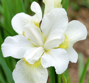 Kosatec sibiřský 'Esther C.D.M.' - Iris sibirica 'Esther C.D.M.'