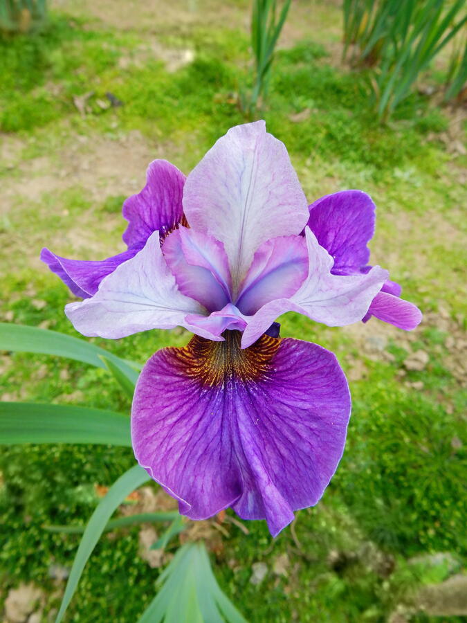 Kosatec sibiřský 'Light of Heart' - Iris sibirica 'Light of Heart'