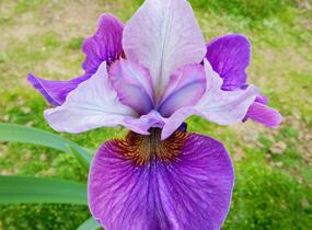 Kosatec sibiřský 'Light of Heart' - Iris sibirica 'Light of Heart'