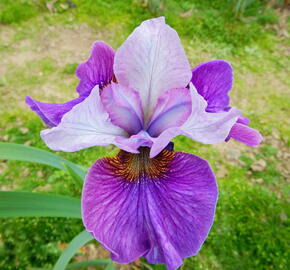 Kosatec sibiřský 'Light of Heart' - Iris sibirica 'Light of Heart'