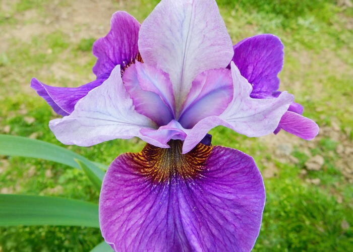 Kosatec sibiřský 'Light of Heart' - Iris sibirica 'Light of Heart'