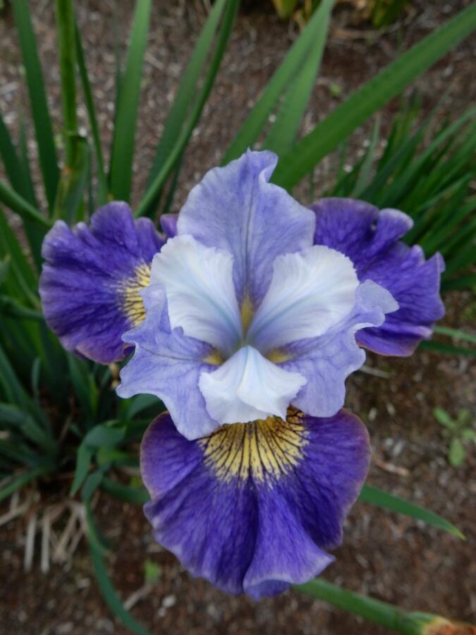 Kosatec sibiřský 'Magnetism' - Iris sibirica 'Magnetism'