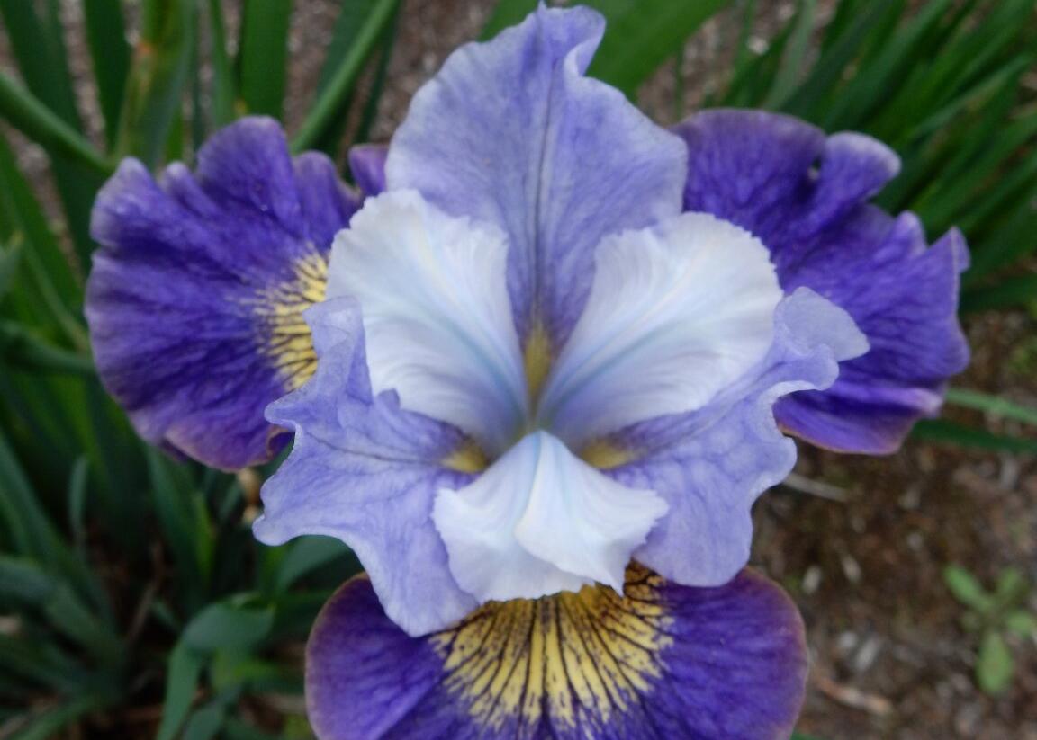 Kosatec sibiřský 'Magnetism' - Iris sibirica 'Magnetism'