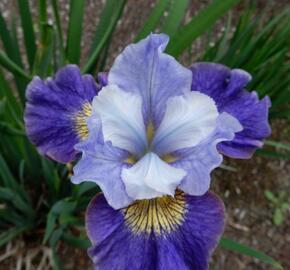 Kosatec sibiřský 'Magnetism' - Iris sibirica 'Magnetism'