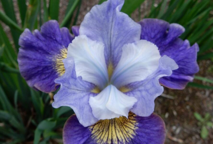 Kosatec sibiřský 'Magnetism' - Iris sibirica 'Magnetism'