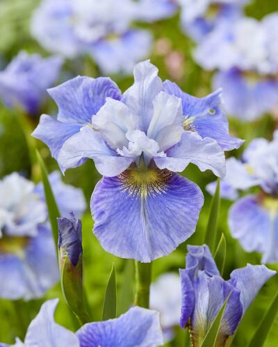 Kosatec sibiřský 'Mission Bay' - Iris sibirica 'Mission Bay'