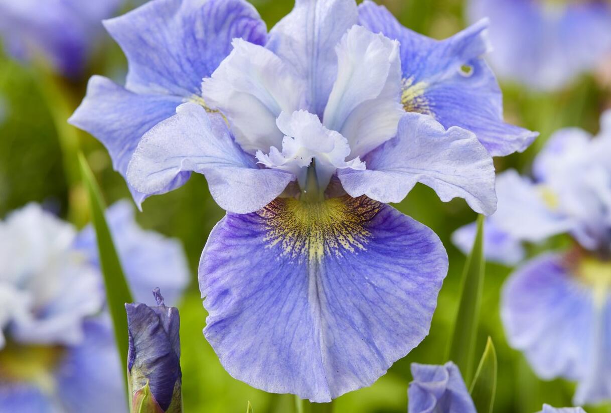 Kosatec sibiřský 'Mission Bay' - Iris sibirica 'Mission Bay'