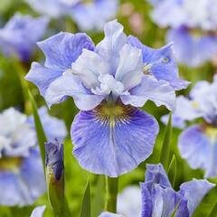 Kosatec sibiřský 'Mission Bay' - Iris sibirica 'Mission Bay'