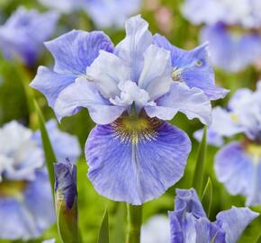 Kosatec sibiřský 'Mission Bay' - Iris sibirica 'Mission Bay'