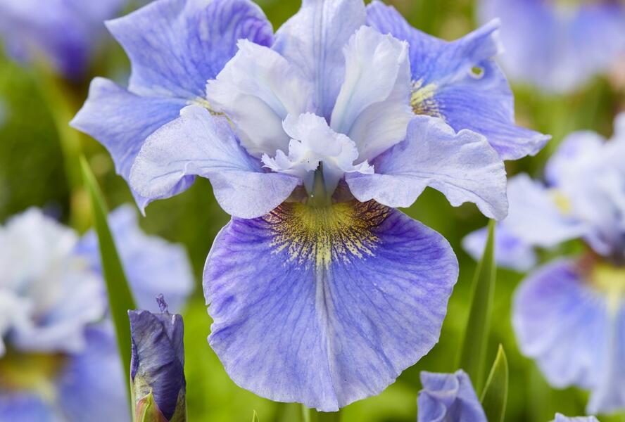 Kosatec sibiřský 'Mission Bay' - Iris sibirica 'Mission Bay'