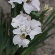 Kosatec sibiřský 'Not Quite White' - Iris sibirica 'Not Quite White'