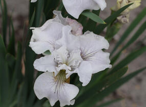 Kosatec sibiřský 'Not Quite White' - Iris sibirica 'Not Quite White'