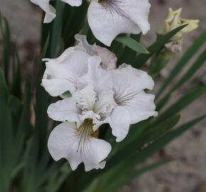 Kosatec sibiřský 'Not Quite White' - Iris sibirica 'Not Quite White'