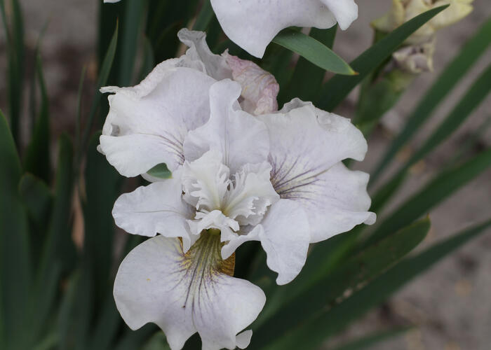 Kosatec sibiřský 'Not Quite White' - Iris sibirica 'Not Quite White'