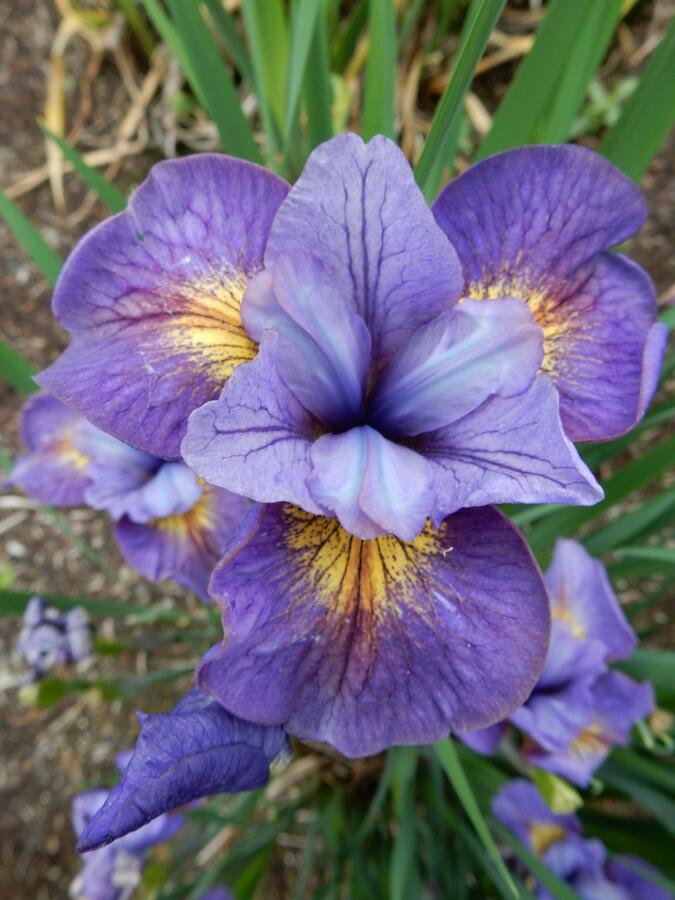 Kosatec sibiřský 'Reel Cute' - Iris sibirica 'Reel Cute'