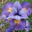 Kosatec sibiřský 'Reel Cute' - Iris sibirica 'Reel Cute'