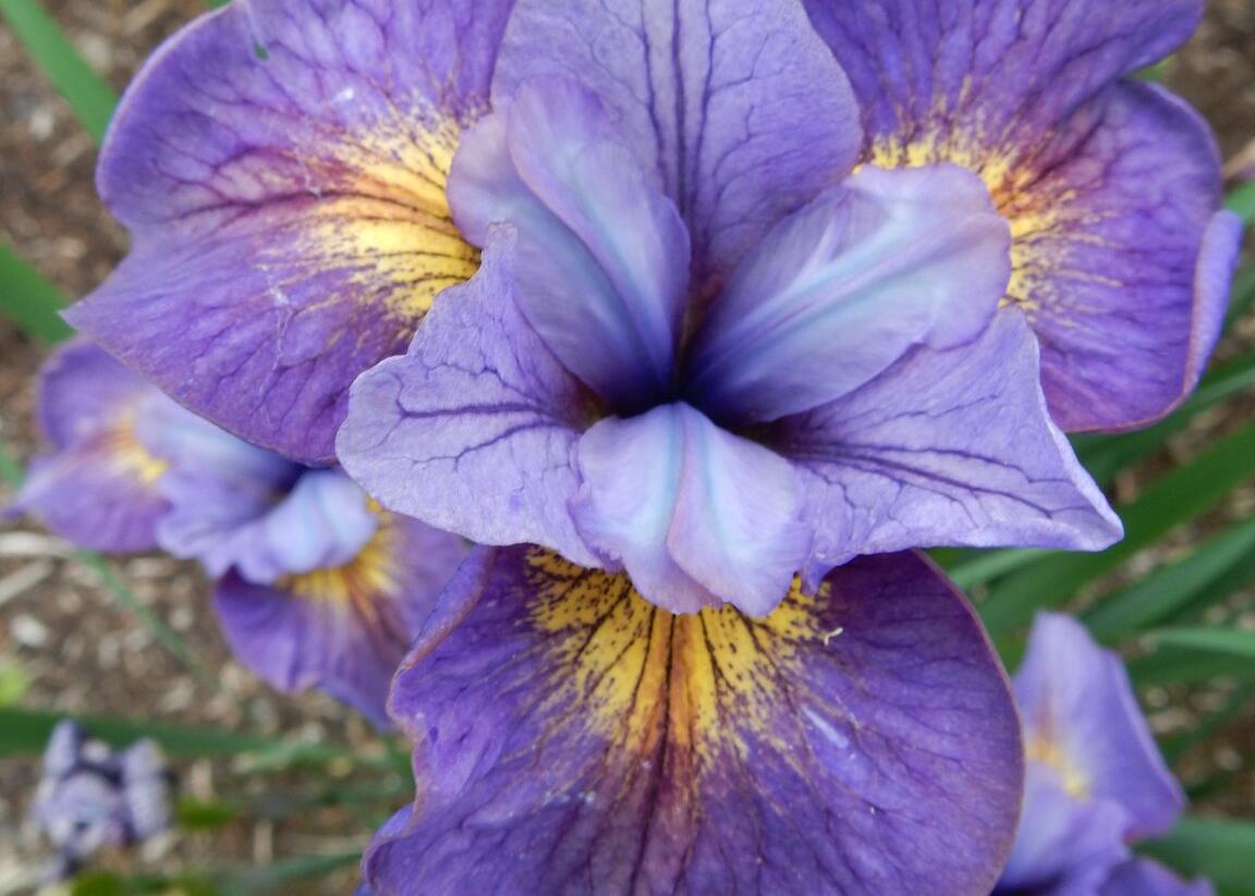 Kosatec sibiřský 'Reel Cute' - Iris sibirica 'Reel Cute'